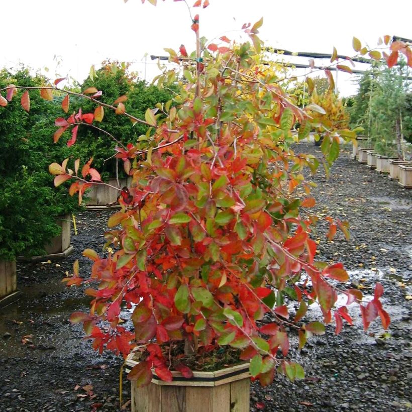 Nyssa sylvatica Autumn Cascades - Tupelo (Plant habit)