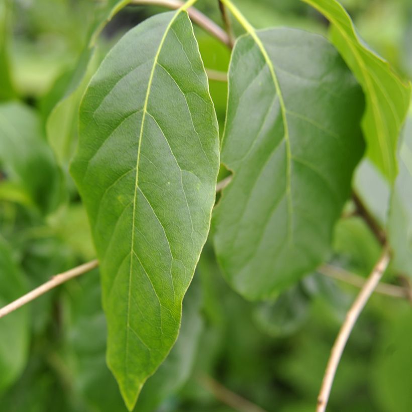 Nyssa sylvatica Red Rage - Tupelo (Foliage)