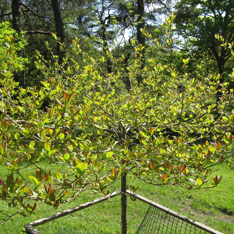 Nyssa sylvatica Red Rage - Tupelo (Plant habit)