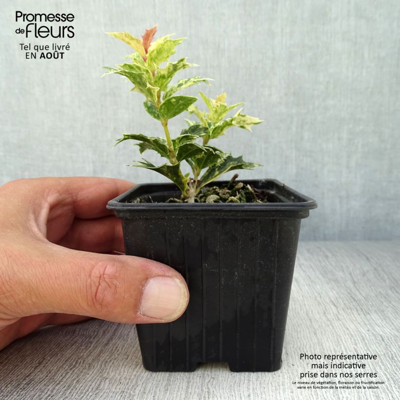 Osmanthus heterophyllus tricolor 8/9 cm pot sample as delivered in summer