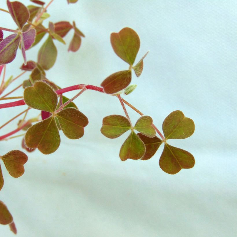 Oxalis tuberosa (Foliage)