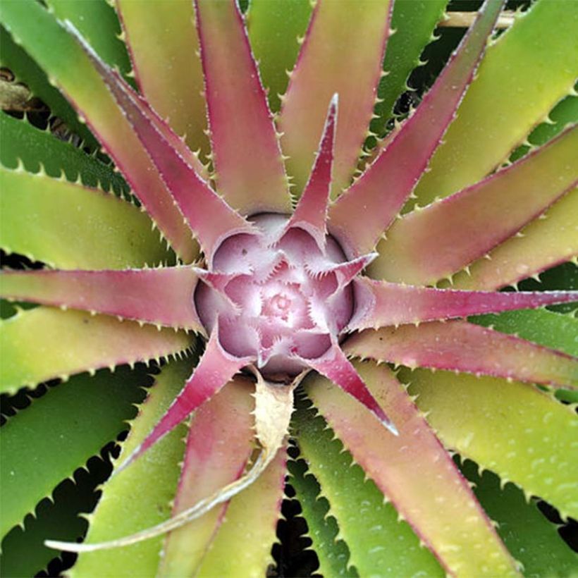 Ochagavia carnea (Foliage)