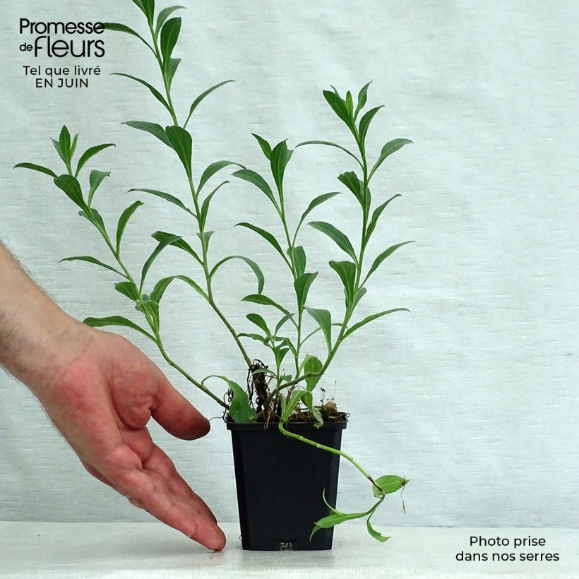 Aster amellus Dr Otto Petschek 8/9 cm pot sample as delivered in summer