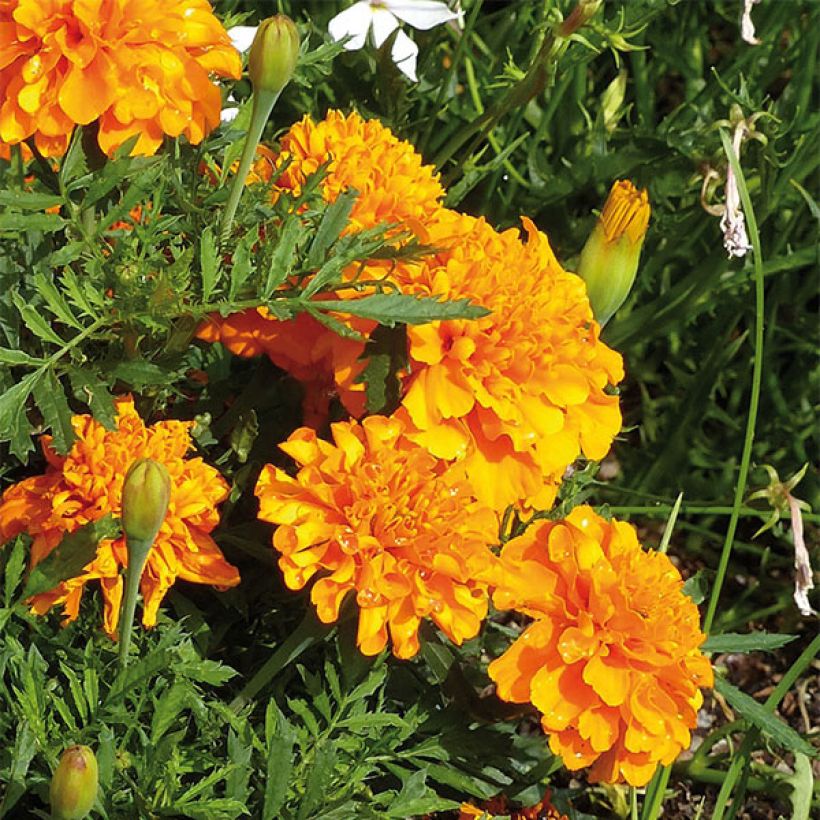 Marigold Bonanza Orange (Flowering)