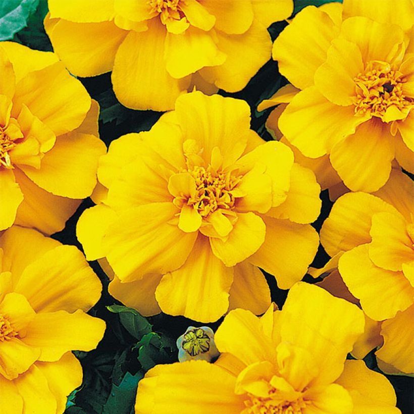 Tagetes patula Durango Yellow (Flowering)