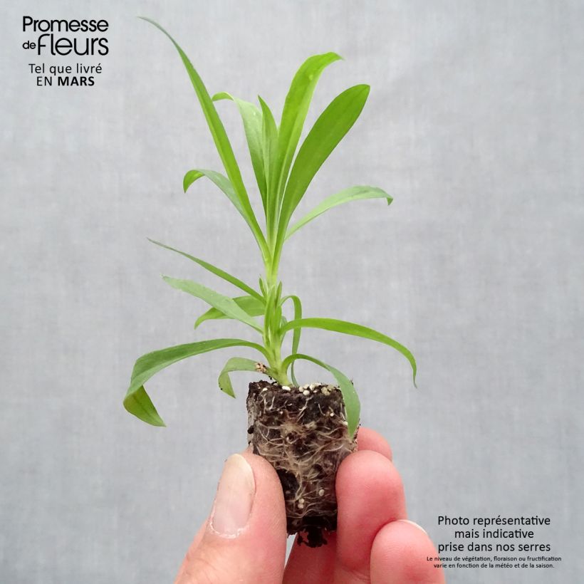 Dianthus Suntory Pink Plug plant 1.5/2.5 cm sample as delivered in spring