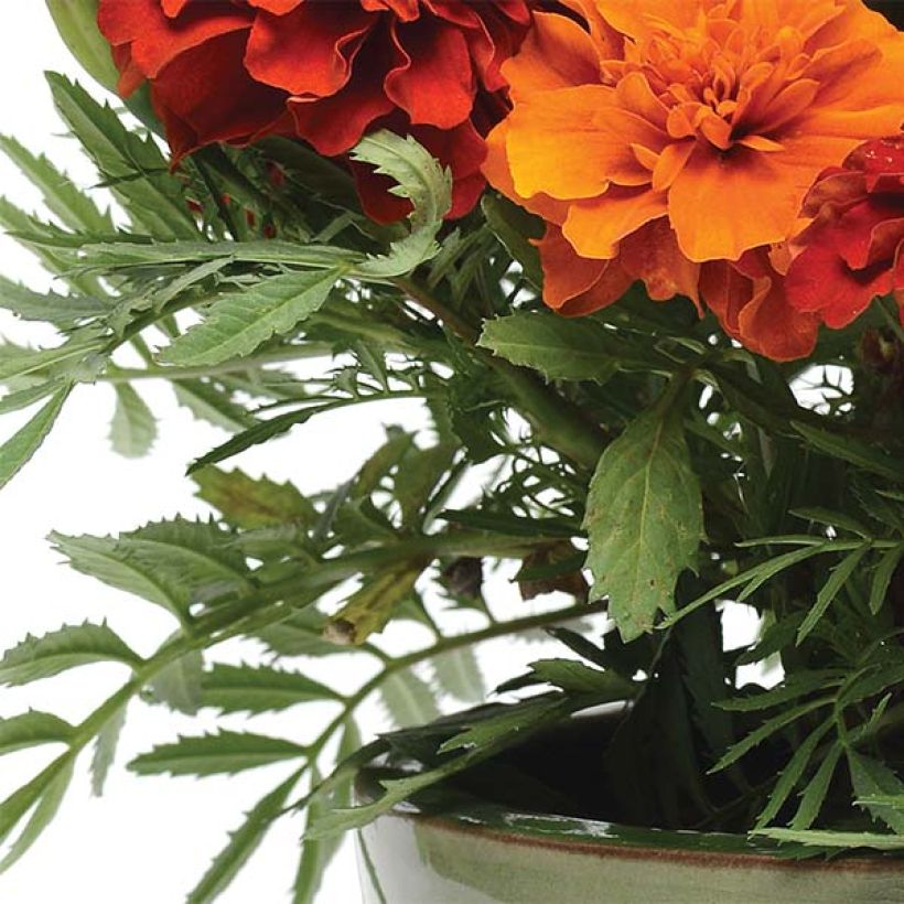 Tagetes  erecta Fireball (Foliage)