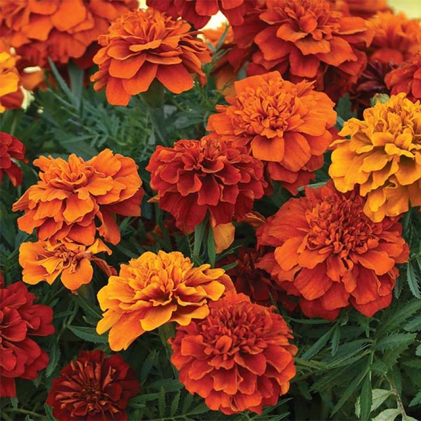 Tagetes  erecta Fireball (Flowering)