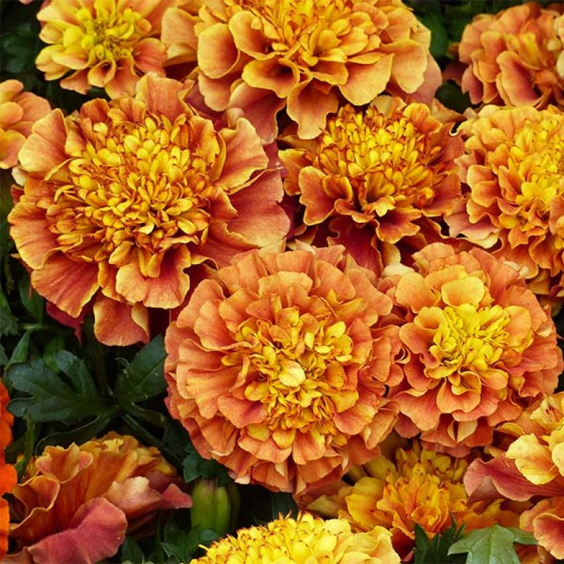 Tagetes patula Strawberry Blonde (Flowering)