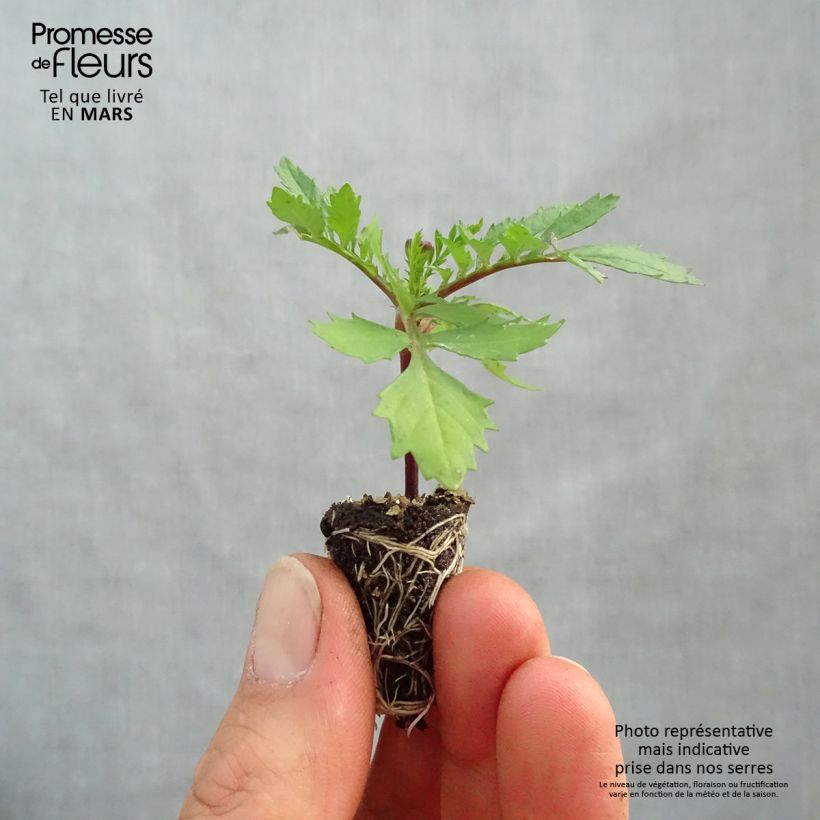 Marigold Bonanza Orange Plug plant 1.5/2.5 cm sample as delivered in spring
