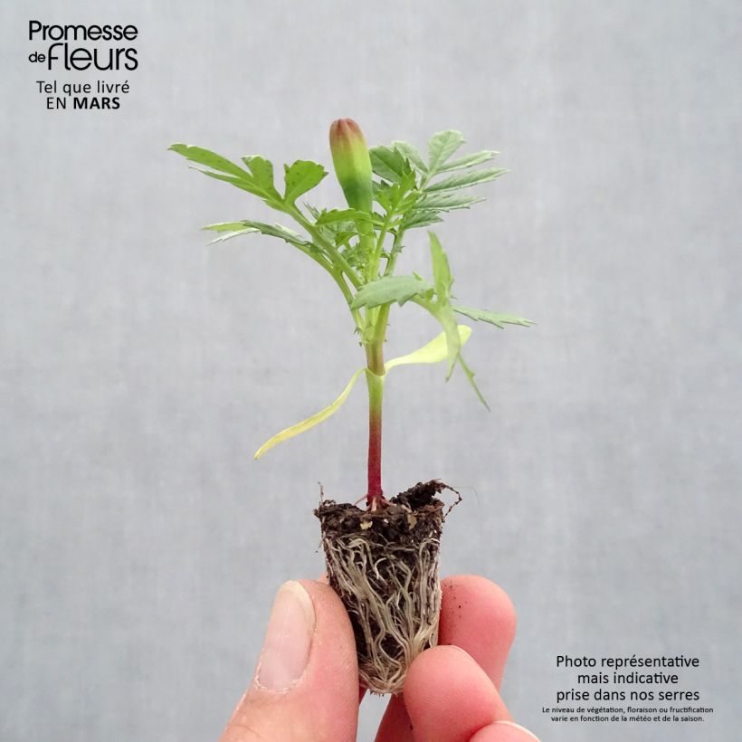 Tagetes patula Durango Yellow Plug plant 1.5/2.5 cm sample as delivered in spring