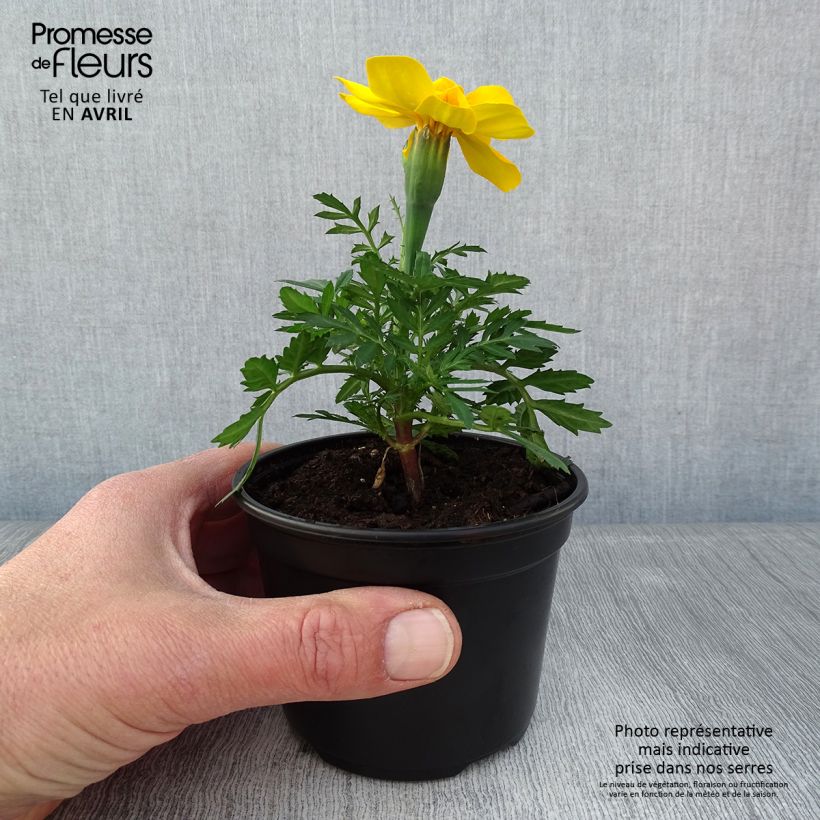 Tagetes patula Durango Yellow 10cm/11cm pot sample as delivered in spring