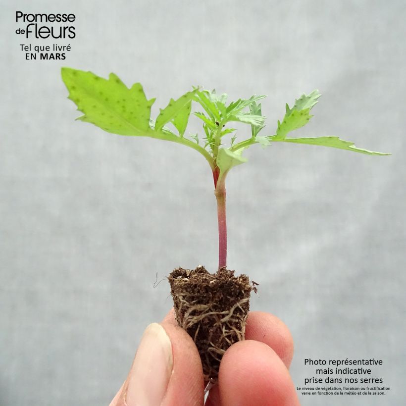 Tagetes  erecta Fireball Plug plant 1.5/2.5 cm sample as delivered in spring