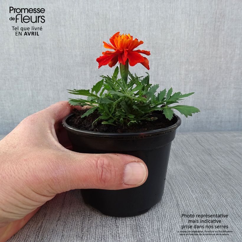 Tagetes  erecta Fireball 10cm/11cm pot sample as delivered in spring