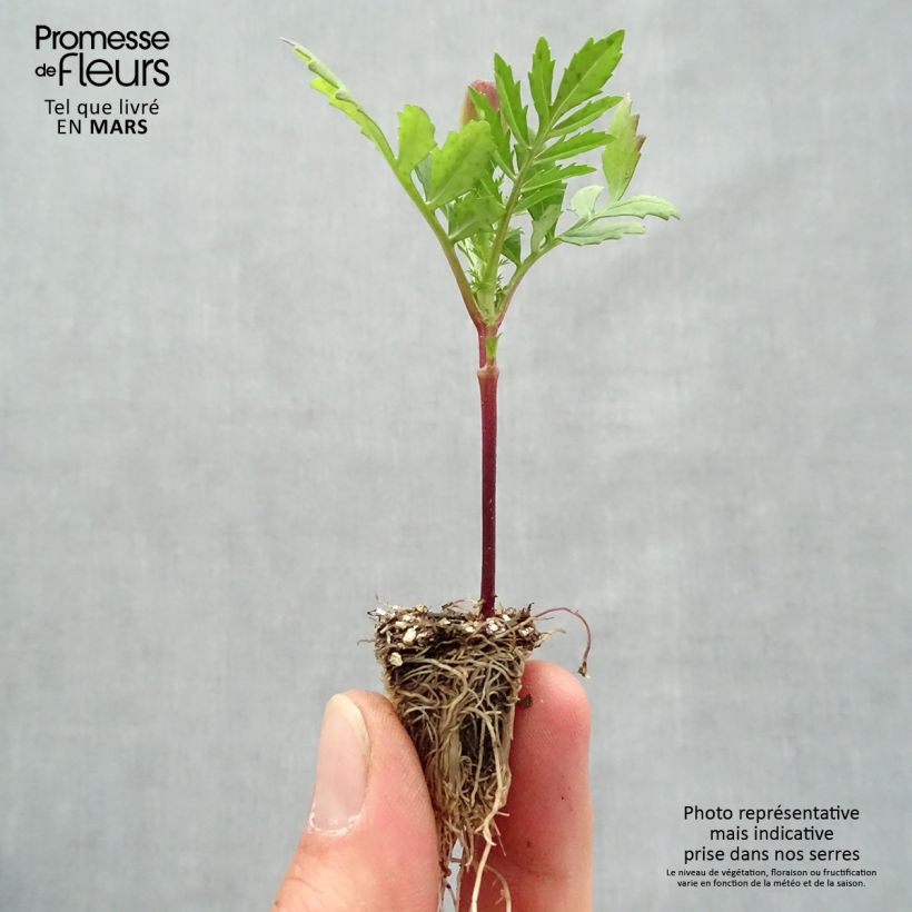 Tagetes patula Queen Orange Plug plant 2.2cm x 2cm - Tray of 35 sample as delivered in spring