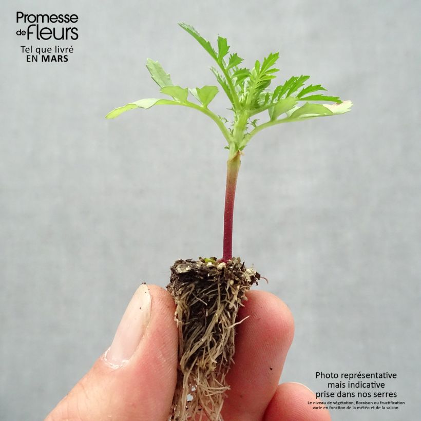 Tagetes patula Queen Yellow Fire Plug plant 2.2cm x 2cm - Tray of 35 sample as delivered in spring