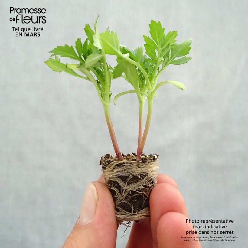 Tagetes patula Queen Yellow Fire Plug plant 3/4cm sample as delivered in spring