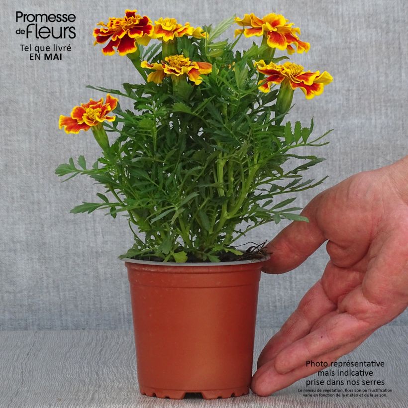 Tagetes patula Queen Yellow Fire 10cm/11cm pot sample as delivered in spring