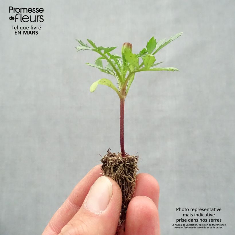 Tagetes patula Queen Yellow Plug plant 2.2cm x 2cm - Tray of 35 sample as delivered in spring