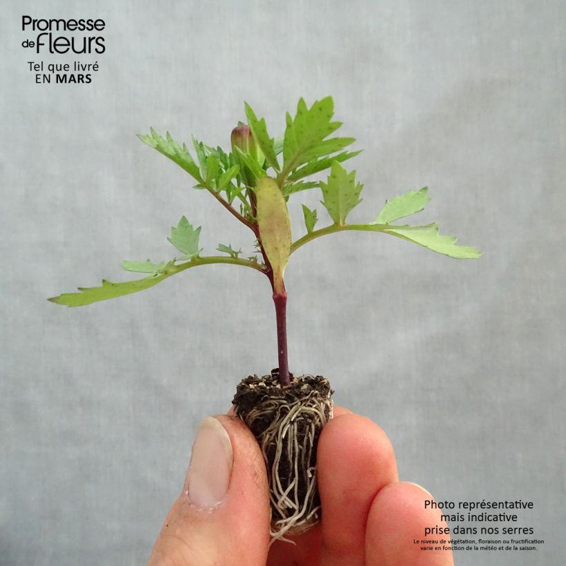 Tagetes patula Strawberry Blonde Plug plant 1.5/2.5 cm sample as delivered in spring