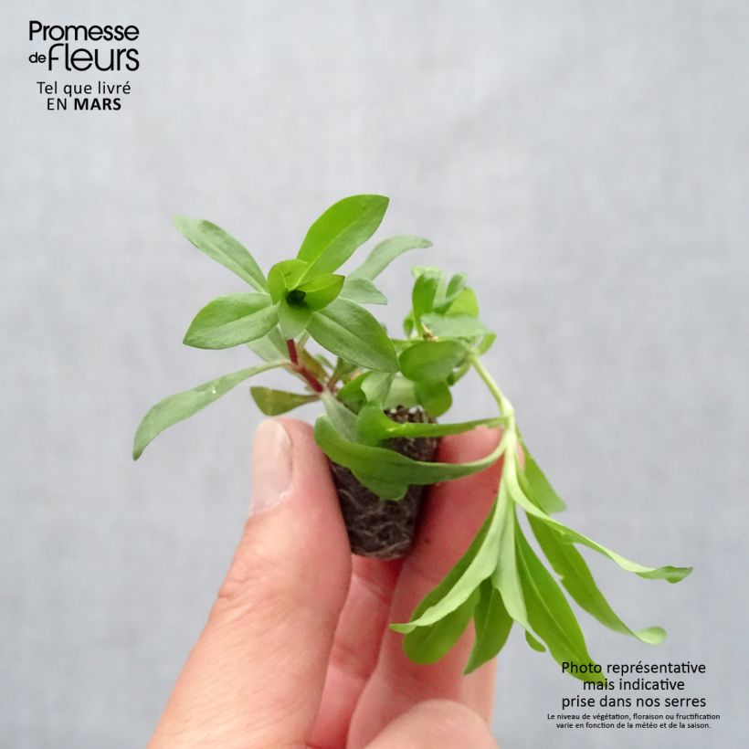 Dianthus barbatus Gigas Mix - Sweet William Plug plant 3/4cm sample as delivered in spring