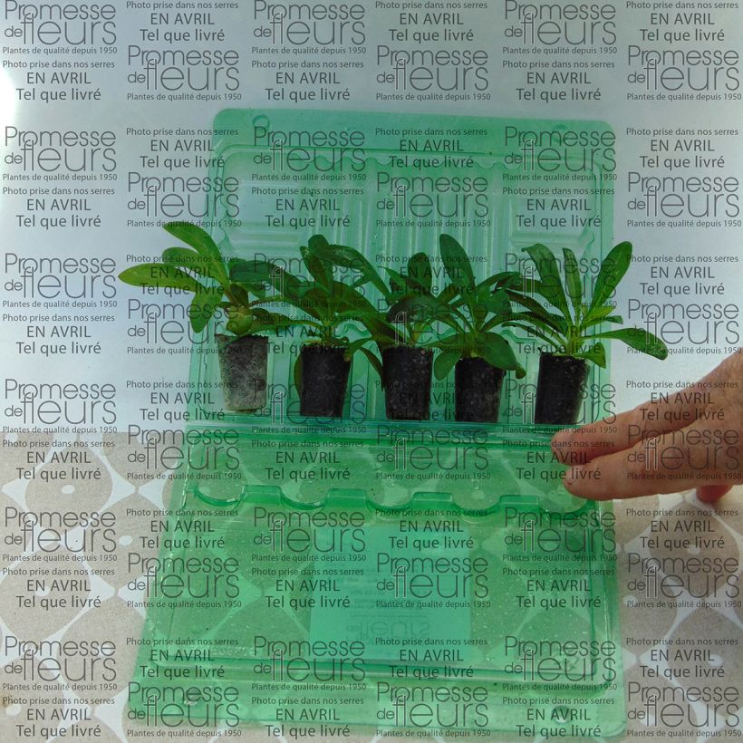 Example of Dianthus Jolt Pink Plug plant 3/4cm specimen as delivered
