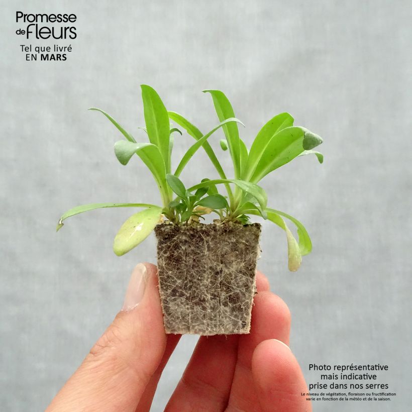 Dianthus barbatus Jolt Pink Magic Plug plants 3.8 x 3.2cm - Tray of 16 sample as delivered in spring