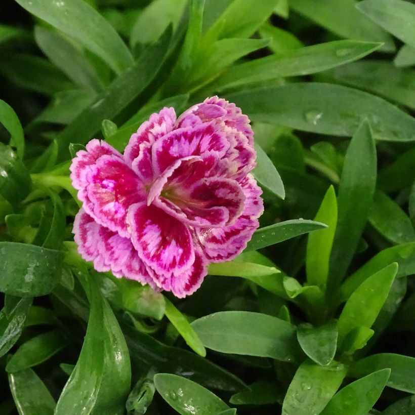 Dianthus Sunflor Sinclair (Flowering)