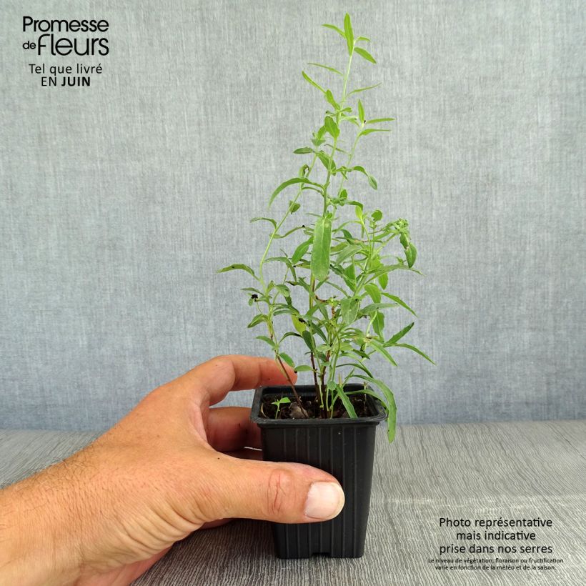 Oenothera speciosa - Evening Primrose 7/8 cm pot sample as delivered in summer