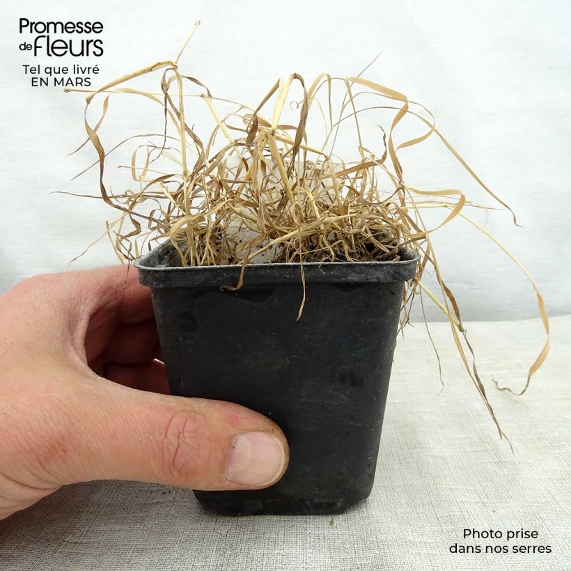 Oenothera fruticosa Camel - Evening Primrose 8/9 cm pot sample as delivered in spring