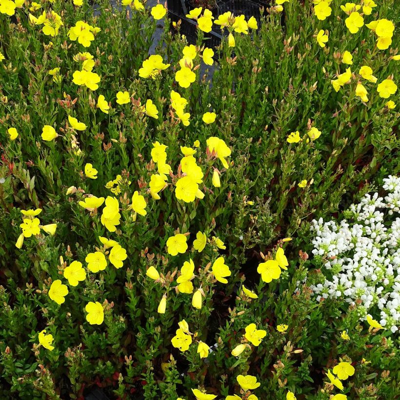 Oenothera fruticosa Hohes Licht - Evening Primrose (Plant habit)