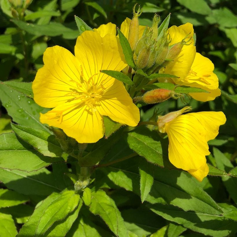 Oenothera fruticosa Michelle Ploeger - Evening Primrose (Foliage)