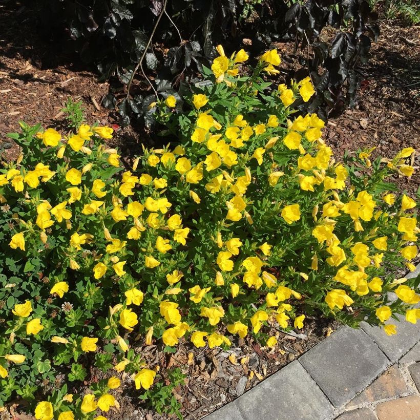 Oenothera fruticosa Michelle Ploeger - Evening Primrose (Plant habit)