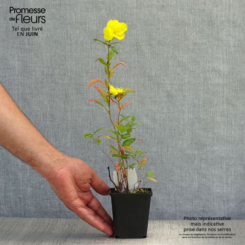 Oenothera fruticosa Sonnenwende - Evening Primrose 8/9 cm pot sample as delivered in summer
