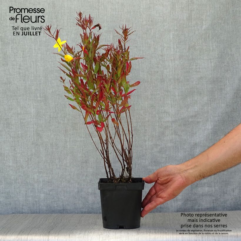 Oenothera fruticosa Sonnenwende - Evening Primrose 2L/3L pot sample as delivered in summer