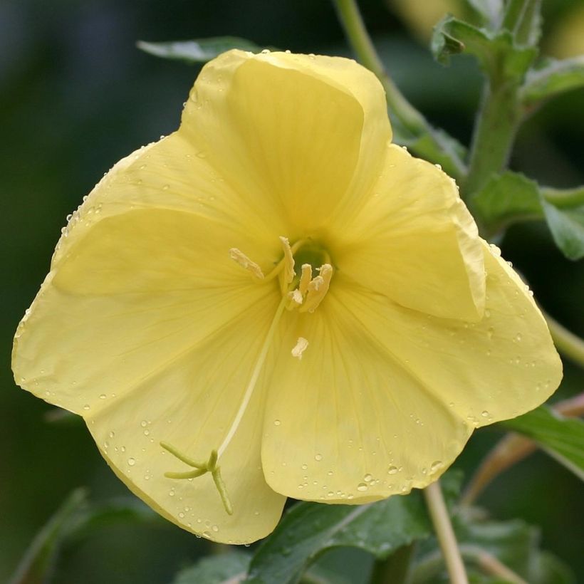 Oenothera glazioviana - Evening Primrose (Flowering)