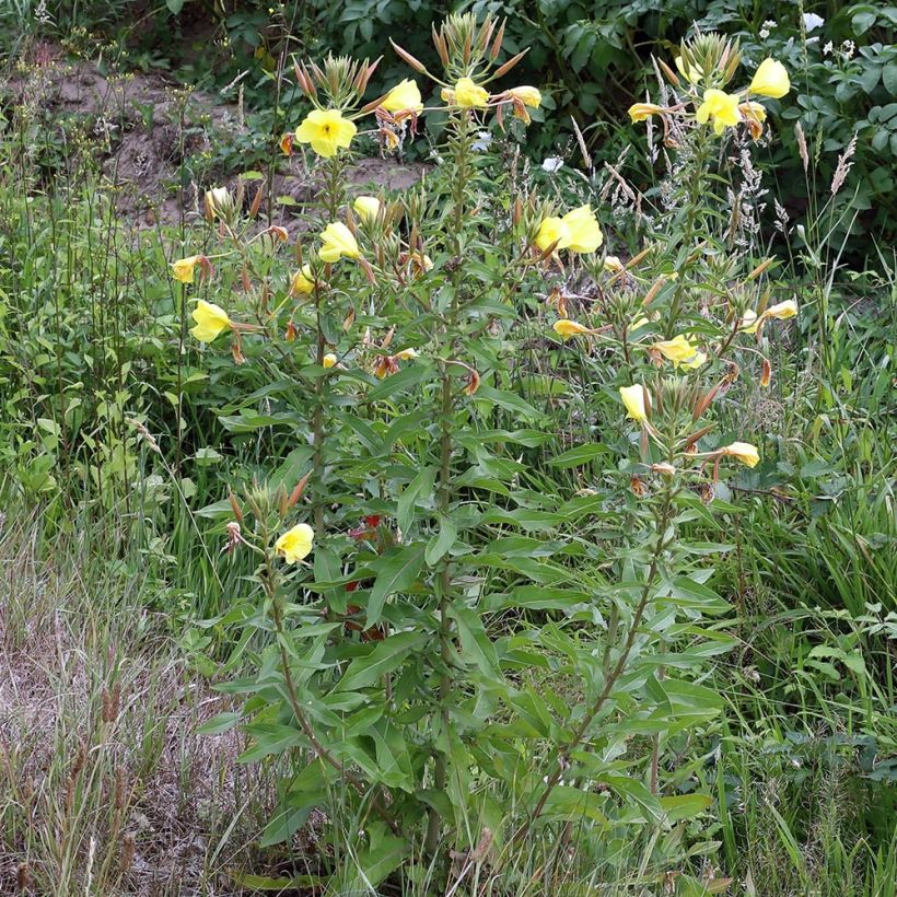 Oenothera glazioviana - Evening Primrose (Plant habit)