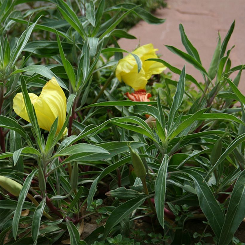 Oenothera missouriensis - Evening Primrose (Foliage)