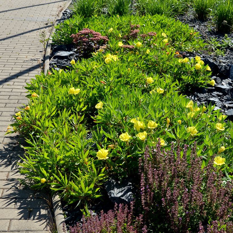 Oenothera missouriensis - Evening Primrose (Plant habit)