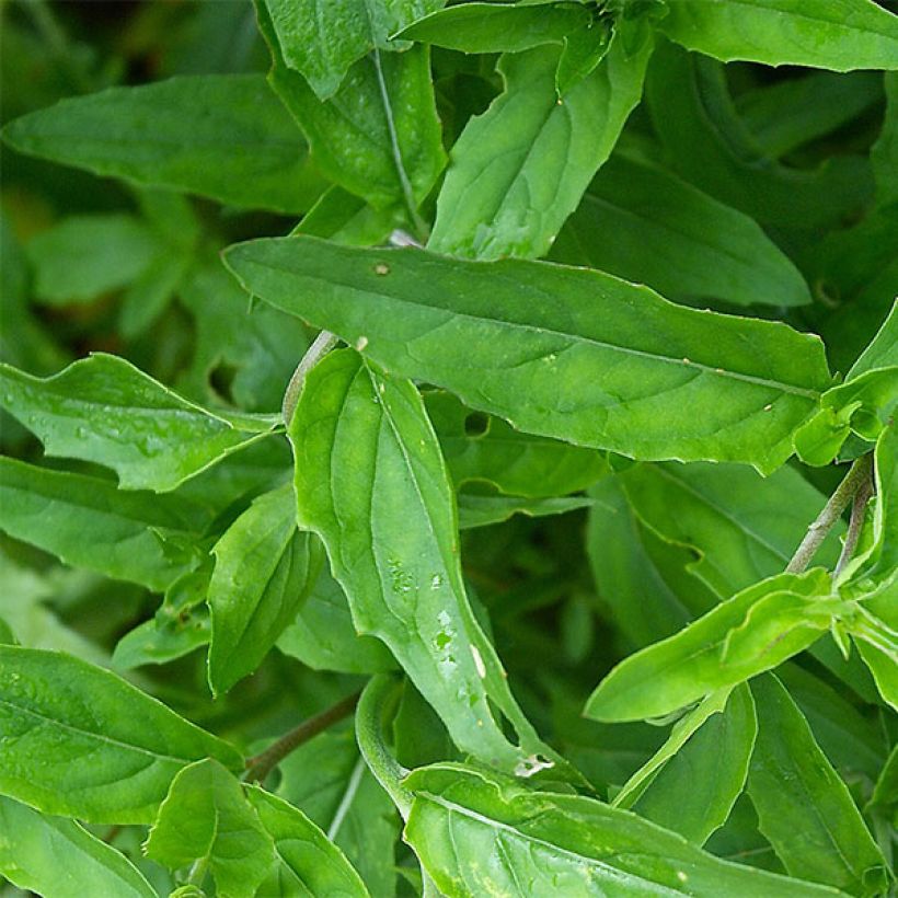 Oenothera speciosa - Evening Primrose (Foliage)