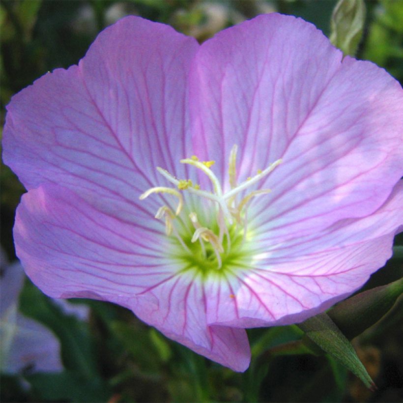 Oenothera speciosa - Evening Primrose (Flowering)