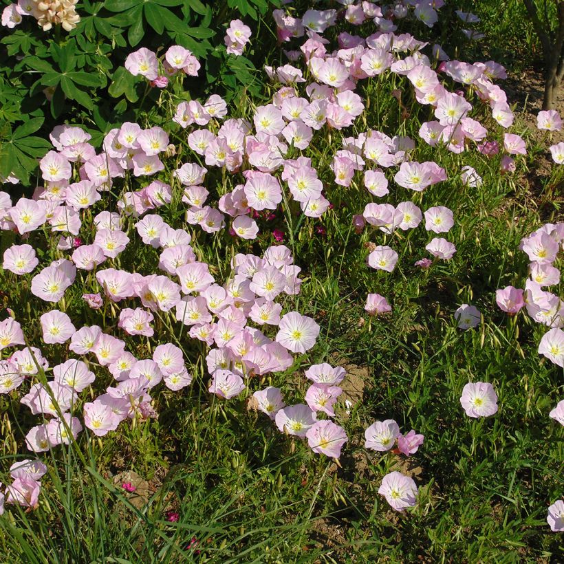 Oenothera speciosa - Evening Primrose (Plant habit)