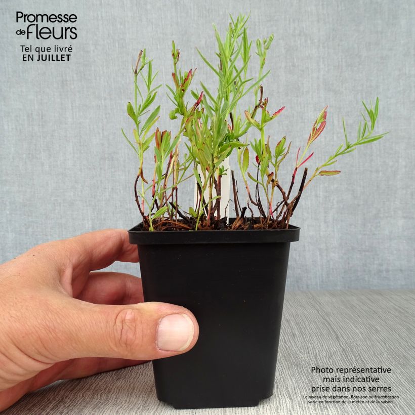 Oenothera speciosa Siskiyou - Evening Primrose 8/9 cm pot sample as delivered in summer