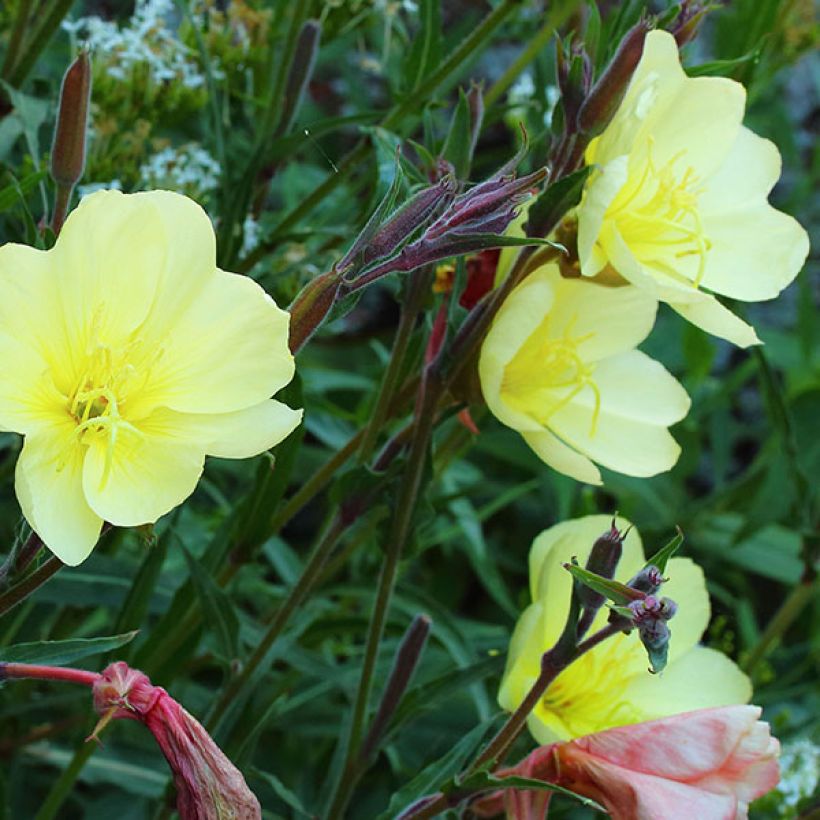 Oenothera stricta Sulphurea - Evening Primrose (Flowering)