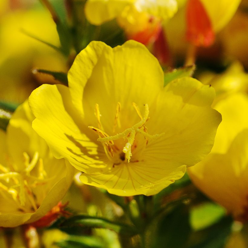 Oenothera Penelope Hobhouse - Evening Primrose (Flowering)