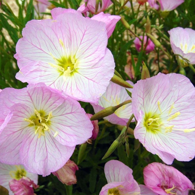 Oenothera speciosa Siskiyou - Evening Primrose (Flowering)