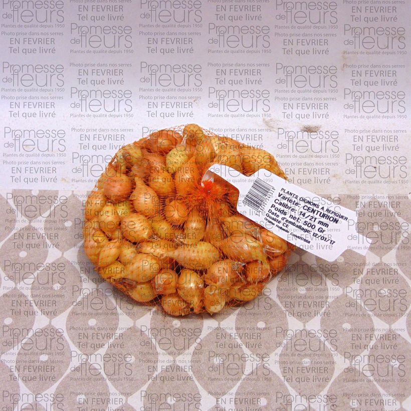 Example of Centurion Onion - Allium cepa Each size 14/21 mm specimen as delivered