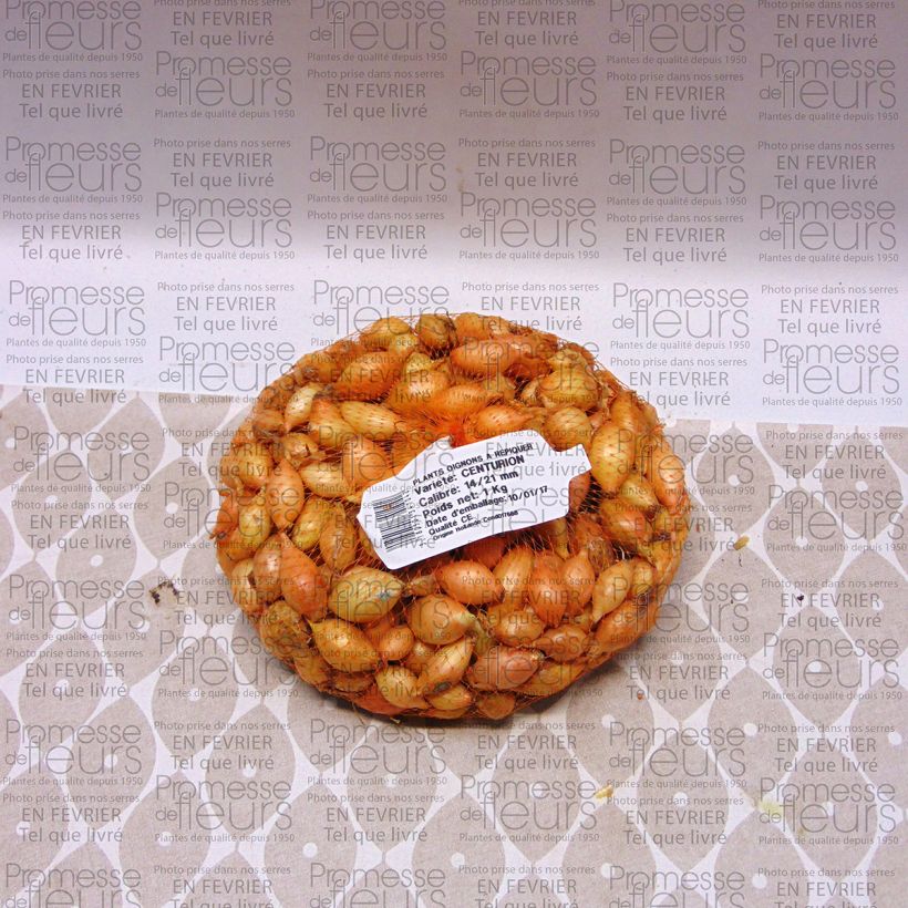 Example of Centurion Onion - Allium cepa Each size 14/21 mm specimen as delivered