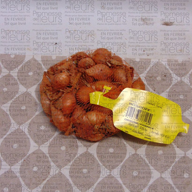 Example of Keravel pink Onion - Allium cepa Each size 17/22 mm specimen as delivered