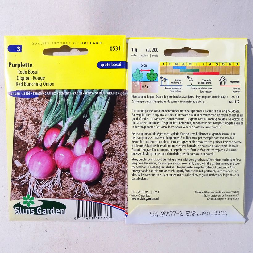 Example of Purplette Onion - Allium cepa per pack of 200 seeds (1g) specimen as delivered